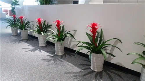 辦公室前臺綠植租擺