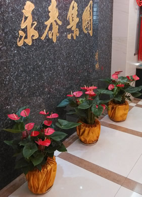 集團花卉租賃紅掌