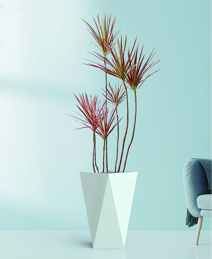 室內(nèi)租賃組合花箱