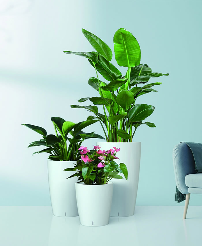 室內(nèi)租賃組合花箱