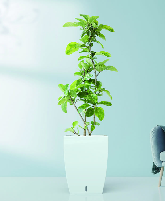 室內(nèi)租賃組合花箱