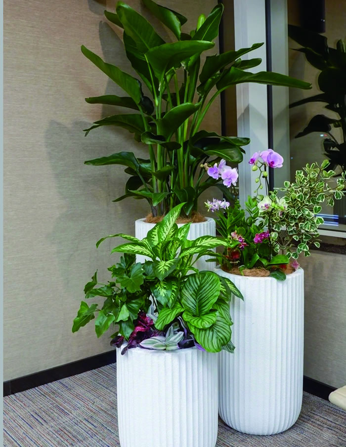 室內(nèi)租賃組合花箱