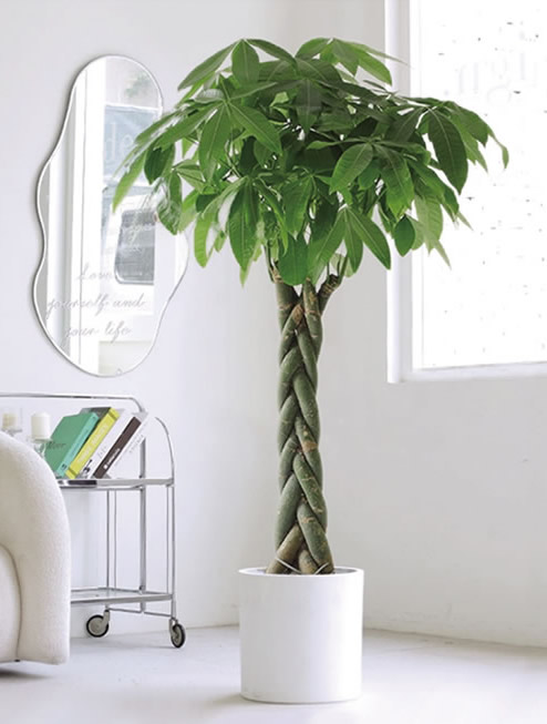 五編發(fā)財(cái)樹